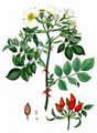 Hundsrose - Rosa canina L.