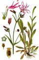 Ragged-Robin - Silene flos-cuculi (L.) Clairv.