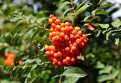 Vogelbeere - Sorbus aucuparia L.