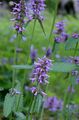 Heil-Ziest - Stachys officinalis (L.) Trevis.