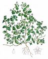 Common Chickweed - Stellaria media (L.) Cirillo