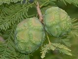 Echte Sumpfzypresse - Taxodium distichum (L.) Rich.