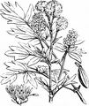 Common Meadow-Rue - Thalictrum flavum L.