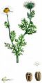 Echte Strandkamille - Tripleurospermum maritimum (L.) W. D. J. Koch