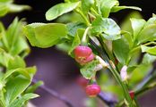Blaubeere - Vaccinium myrtillus L.