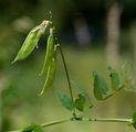 Purple Wood Vetch - Vicia dumetorum L.