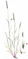 Squirreltail Fescue - Vulpia bromoides (L.) Gray