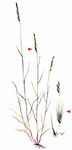 Trespen-Federschwingel - Vulpia bromoides (L.) Gray 