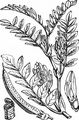 Bärenschote - Astragalus glycyphyllos L.