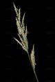 Hungarian Brome - Bromopsis inermis (Leyss.) Holub
