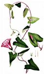 Schöne Zaunwinde - Calystegia pulchra Brummitt & Heywood 