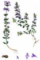 Basil Thyme - Clinopodium acinos (L.) Kuntze