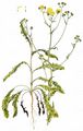 Bristly Hawk's-Beard - Crepis setosa Haller f.