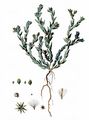 Field Cudweed - Filago arvensis L.