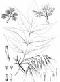 Red Ash - Fraxinus pennsylvanica Marshall