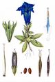 Stemless Gentian - Gentiana acaulis L.