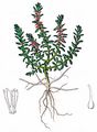 Sea-Milkwort - Glaux maritima L.