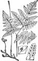 Oak Fern - Gymnocarpium dryopteris (L.) Newman