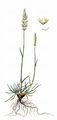 Blue Hair-Grass - Koeleria glauca (Schrad.) DC.
