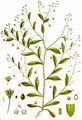 Zerstreutblütiges Vergißmeinnicht - Myosotis sparsiflora Pohl