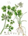Garden Parsley - Petroselinum crispum (Mill.) Fuss