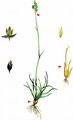 Bulbous Meadow-Grass - Poa bulbosa L.