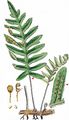 Intermediate Polypody - Polypodium interjectum Shivas