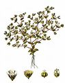 Allseed - Radiola linoides Roth