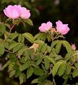 Scentless Rose - Rosa inodora Fr.