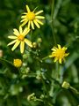 Schmalblättriges Greiskraut - Senecio inaequidens DC.