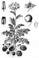 Potato - Solanum tuberosum L.