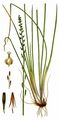 Marsh Arrowgrass - Triglochin palustris L.