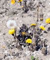 Colt's-Foot - Tussilago farfara L.