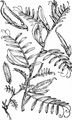 Yellow-Vetch - Vicia lutea L.