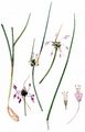 Gekielter Lauch - Allium carinatum L.