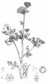 Wild Celery - Apium graveolens L.