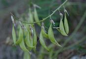 Alpen-Tragant - Astragalus alpinus L.