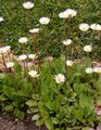 Alpenmaßliebchen - Bellidiastrum michelii Cass.