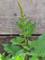 Good-King-Henry - Blitum bonus-henricus (L.) Rchb.