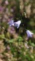 Rundblättrige Glockenblume - Campanula rotundifolia L.