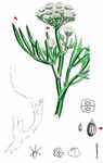Meerfenchel - Crithmum maritimum L. 