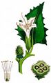 Blauer Stechapfel - Datura stramonium L.