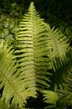 Scaly Male-Fern - Dryopteris affinis (Lowe) Fraser-Jenk.