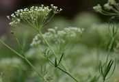 Longleaf - Falcaria vulgaris Bernh.