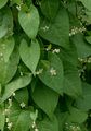 Winden-Knöterich - Fallopia convolvulus (L.) Á. Löve