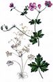 Marsh Cranesbill - Geranium palustre L.