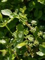 Fool's-Water-Cress - Helosciadium nodiflorum (L.) W. D. J. Koch