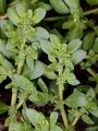 Hairy Rupturewort - Herniaria hirsuta L.