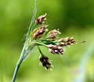 White Wood-Rush - Luzula luzuloides (Lam.) Dandy & Wilmott