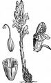 Thyme Broomrape - Orobanche alba Willd.